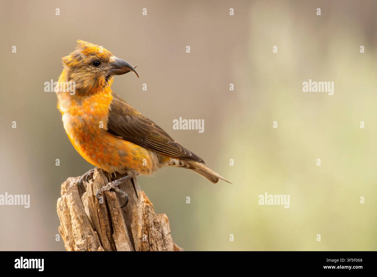 Red Crossbill (Loxia curvirostra), Cabin Lake Viewing Blind, Deschutes National Forest, Oregon Stockfoto