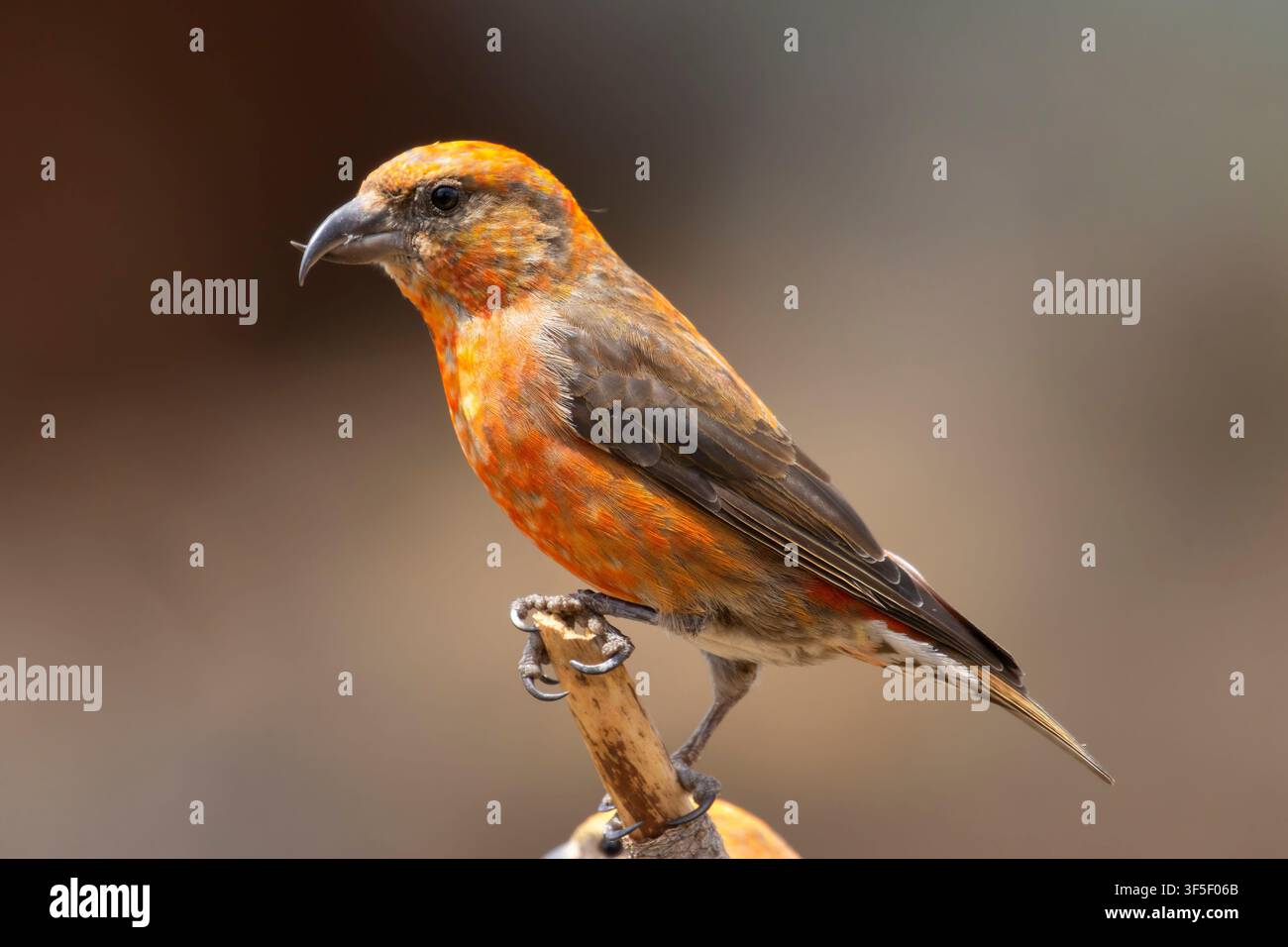 Red Crossbill (Loxia curvirostra), Cabin Lake Viewing Blind, Deschutes National Forest, Oregon Stockfoto