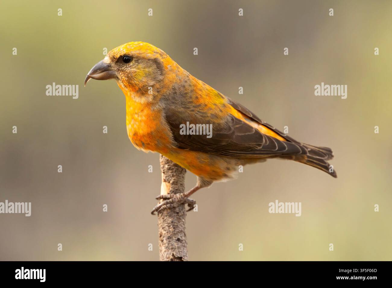 Red Crossbill (Loxia curvirostra), Cabin Lake Viewing Blind, Deschutes National Forest, Oregon Stockfoto