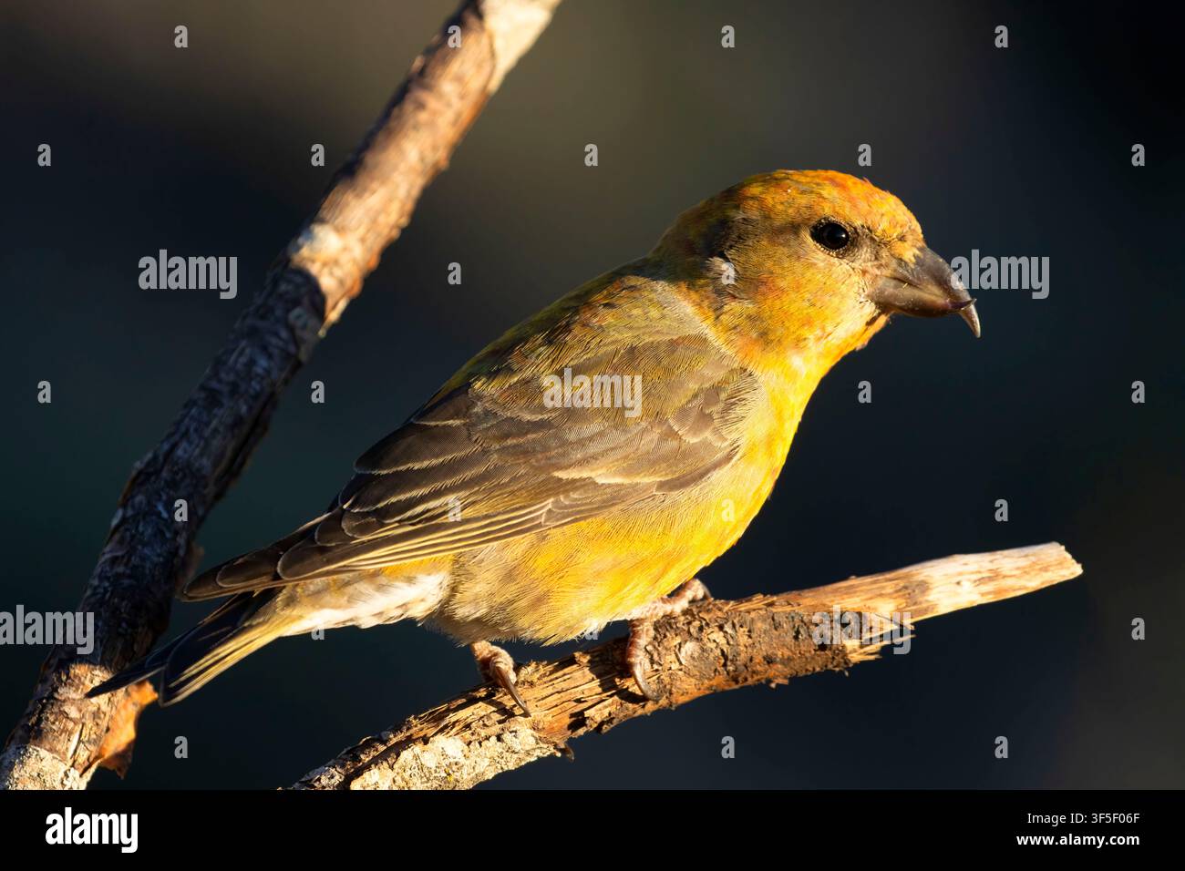 Red Crossbill (Loxia curvirostra), Cabin Lake Viewing Blind, Deschutes National Forest, Oregon Stockfoto