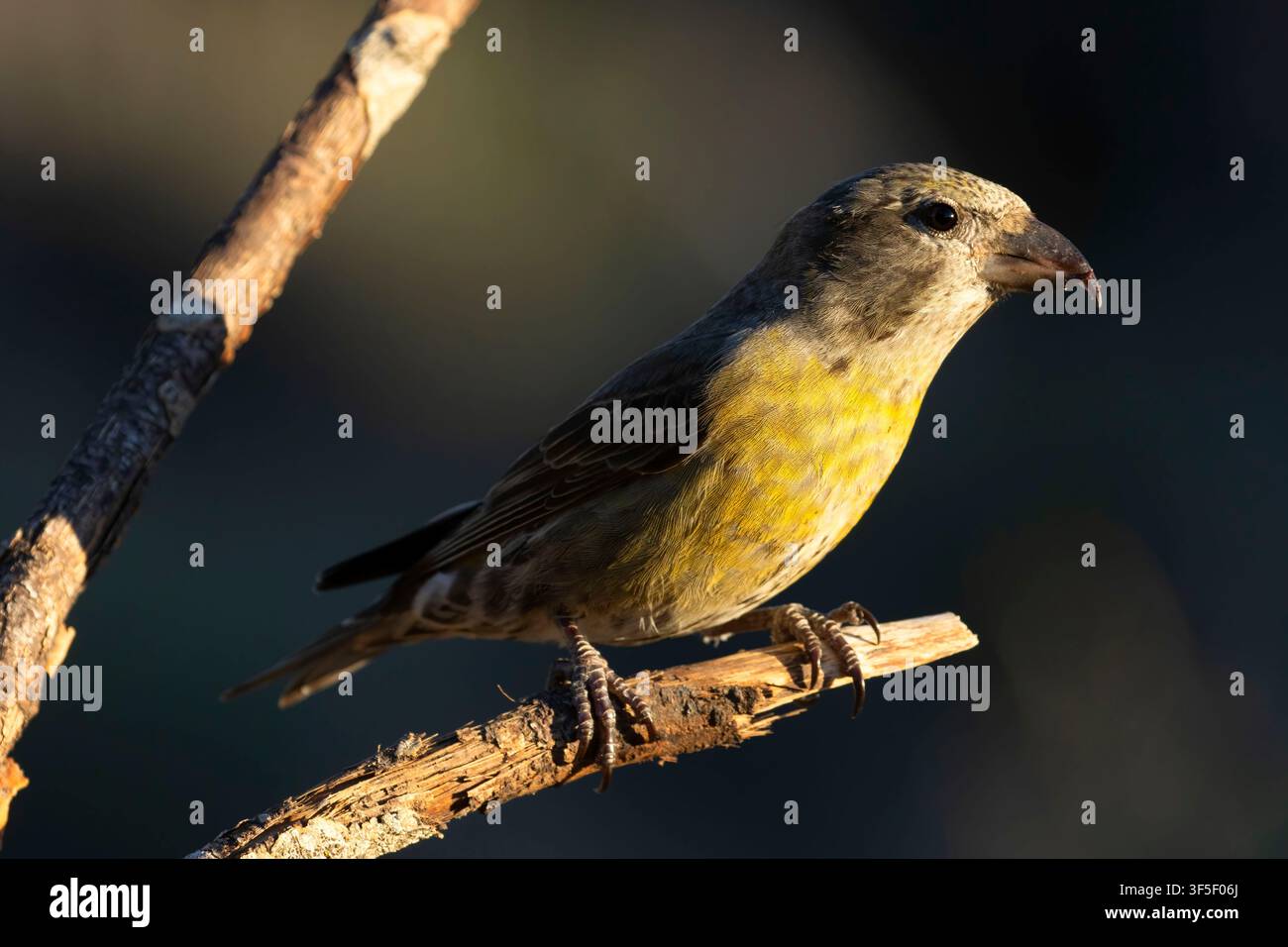 Red Crossbill (Loxia curvirostra), Cabin Lake Viewing Blind, Deschutes National Forest, Oregon Stockfoto