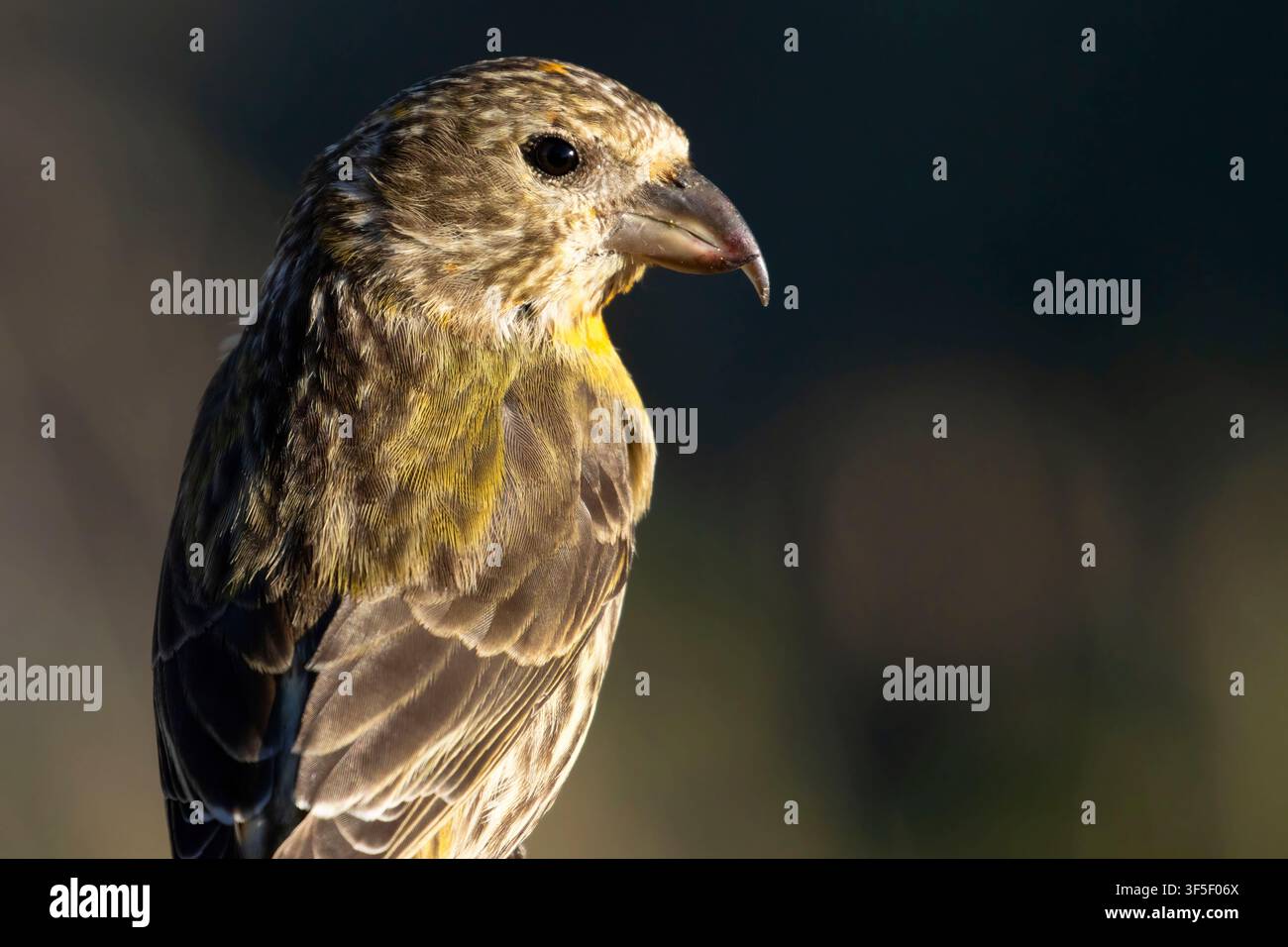 Red Crossbill (Loxia curvirostra), Cabin Lake Viewing Blind, Deschutes National Forest, Oregon Stockfoto