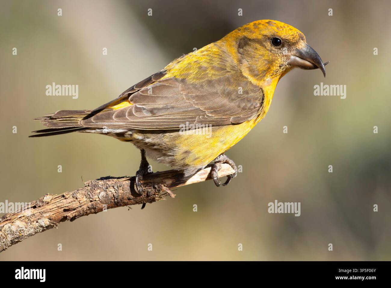 Red Crossbill (Loxia curvirostra), Cabin Lake Viewing Blind, Deschutes National Forest, Oregon Stockfoto