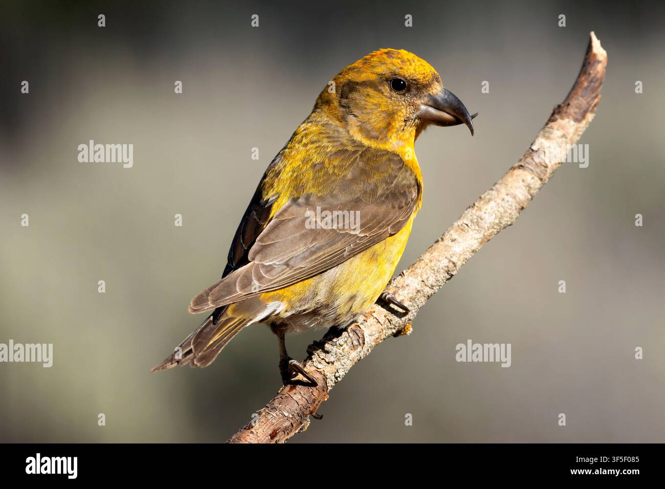 Red Crossbill (Loxia curvirostra), Cabin Lake Viewing Blind, Deschutes National Forest, Oregon Stockfoto
