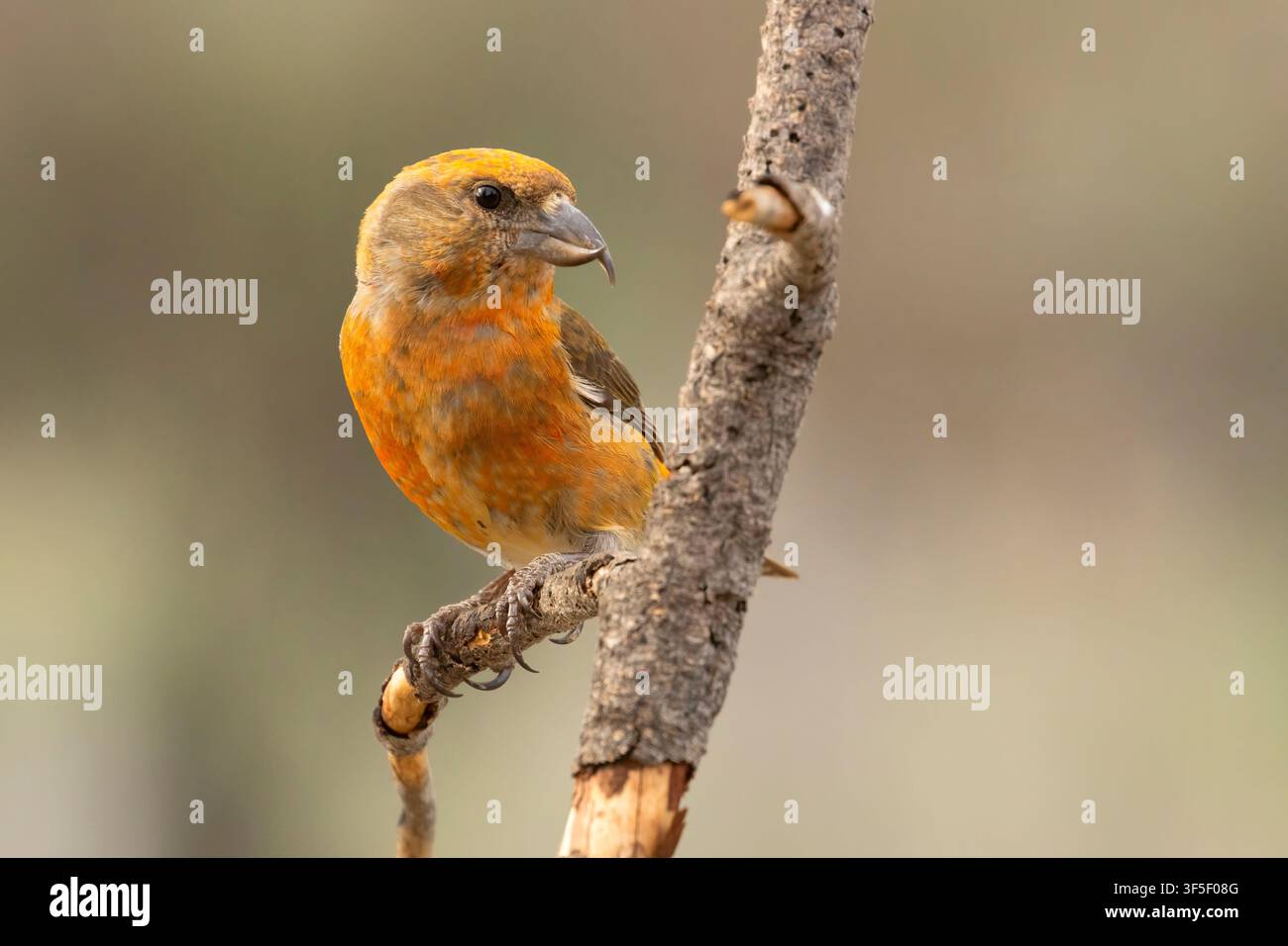 Red Crossbill (Loxia curvirostra), Cabin Lake Viewing Blind, Deschutes National Forest, Oregon Stockfoto