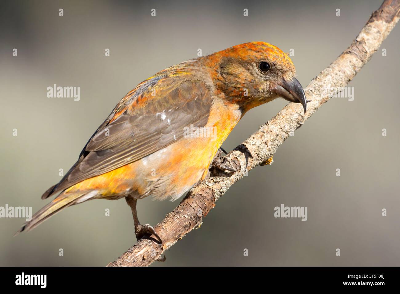 Red Crossbill (Loxia curvirostra), Cabin Lake Viewing Blind, Deschutes National Forest, Oregon Stockfoto