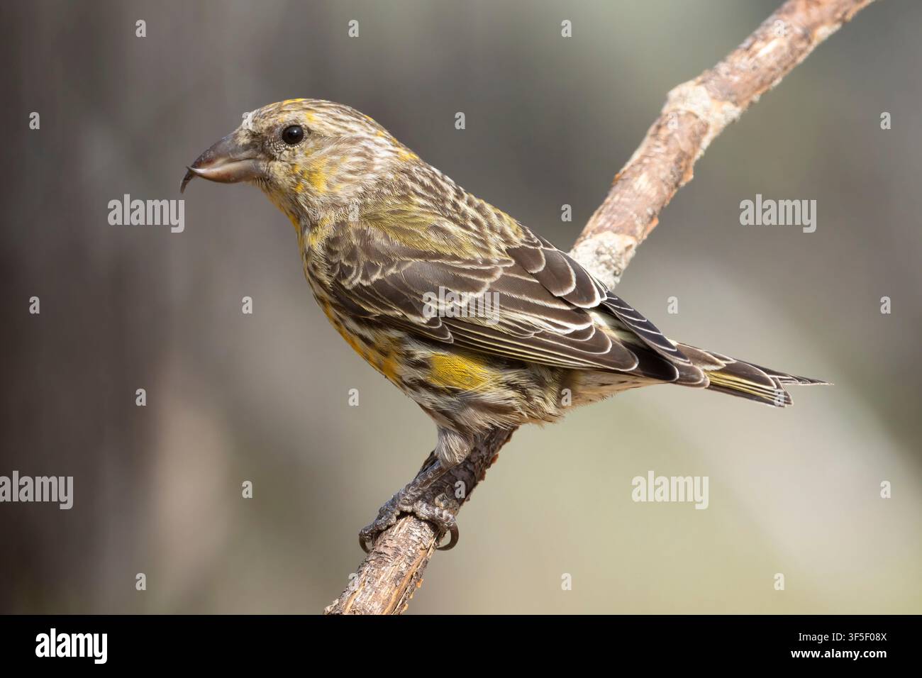 Red Crossbill (Loxia curvirostra), Cabin Lake Viewing Blind, Deschutes National Forest, Oregon Stockfoto