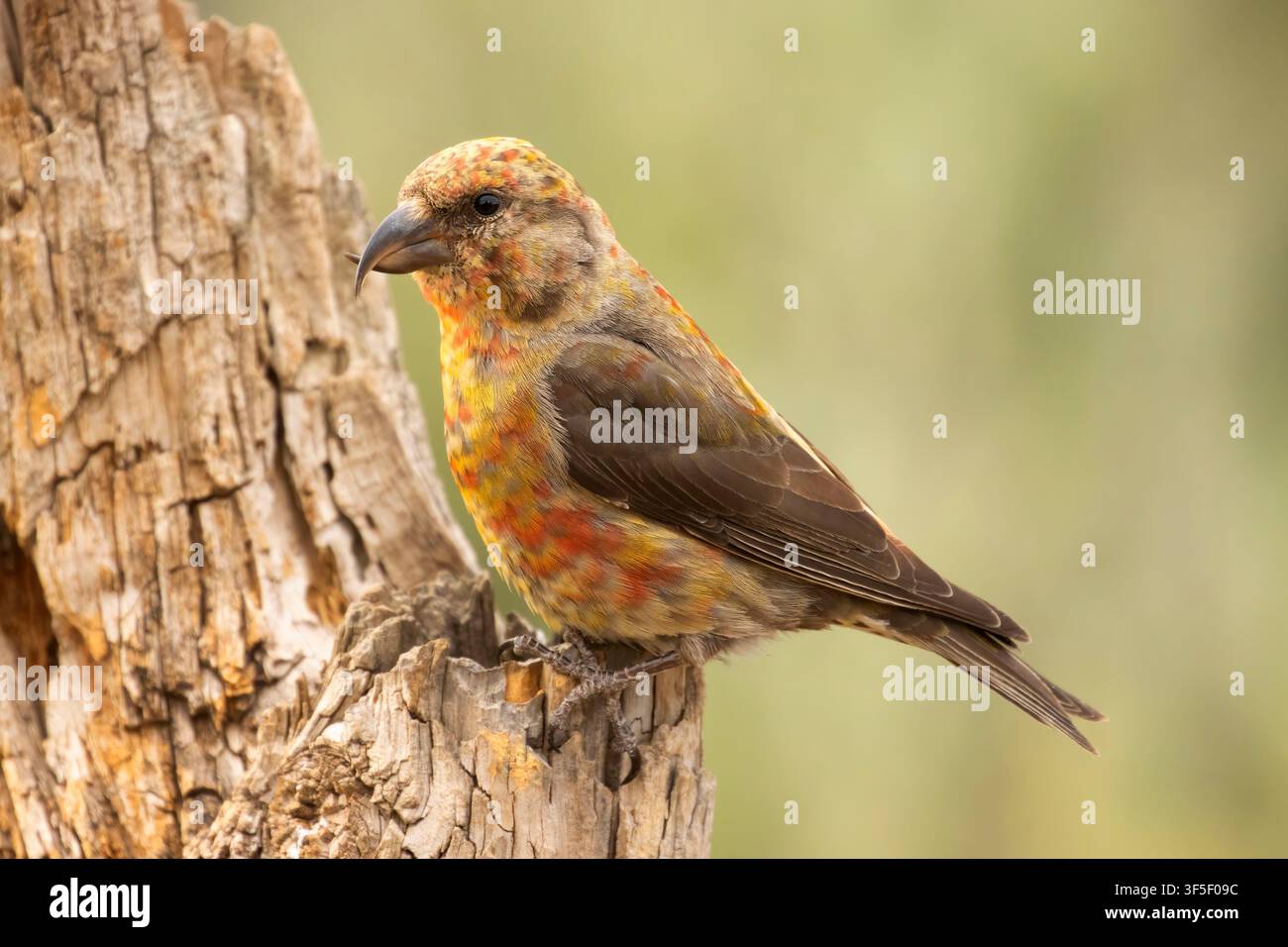 Red Crossbill (Loxia curvirostra), Cabin Lake Viewing Blind, Deschutes National Forest, Oregon Stockfoto