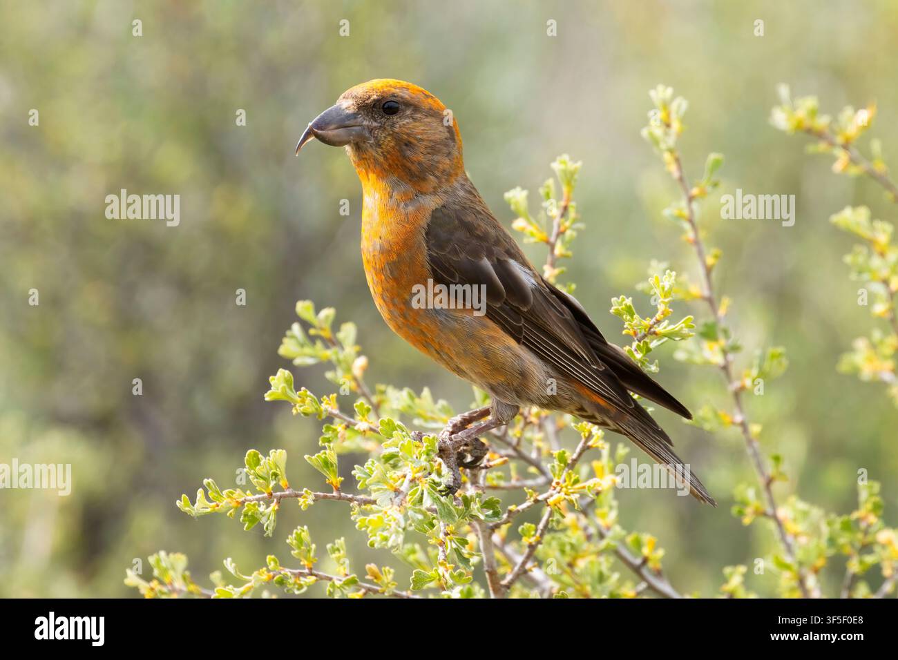 Red Crossbill (Loxia curvirostra), Cabin Lake Viewing Blind, Deschutes National Forest, Oregon Stockfoto