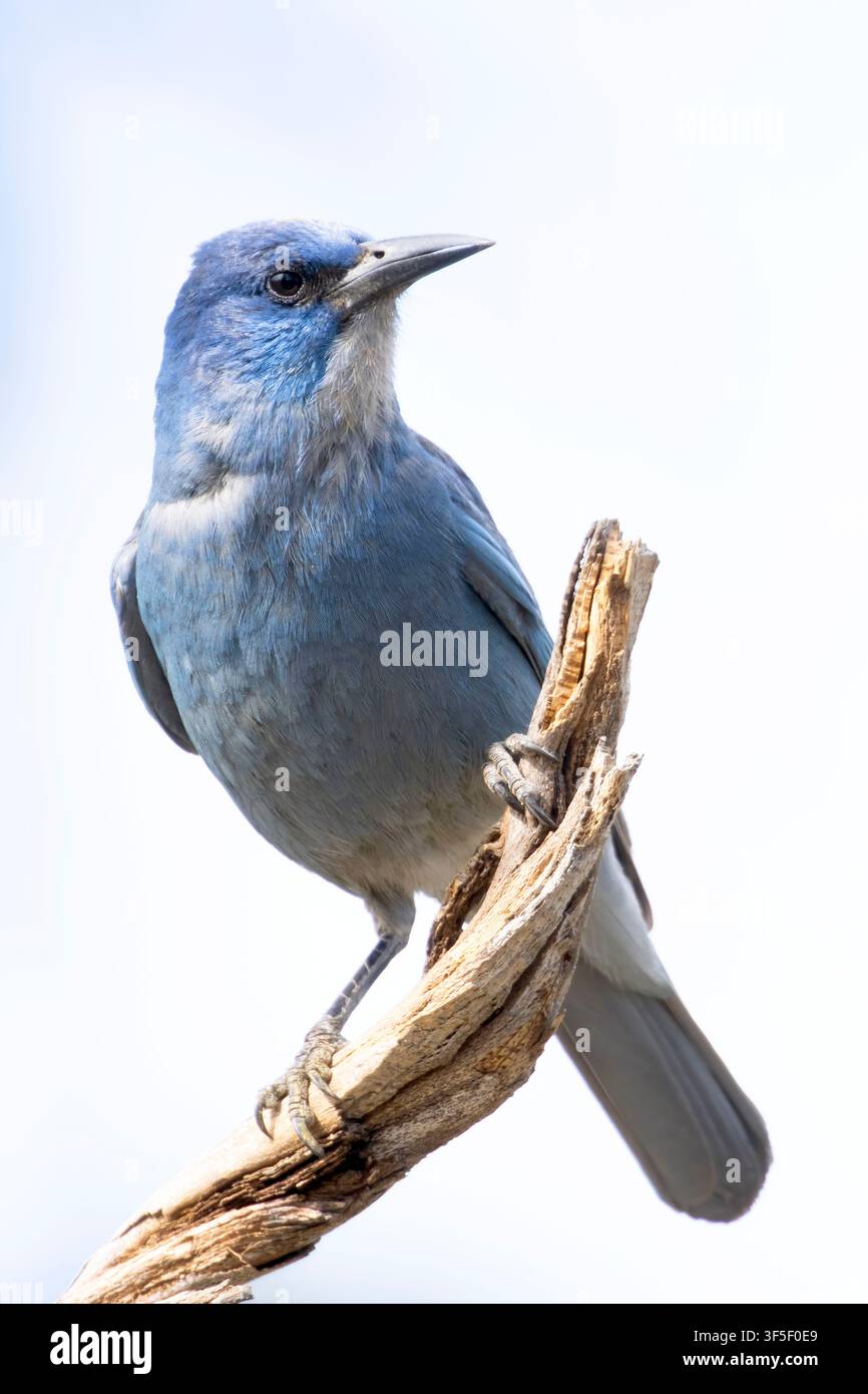 Pinyon jay (Gymnorhinus cyanocephalus), Cabin Lake Viewing Blind, Deschutes National Forest, Oregon Stockfoto