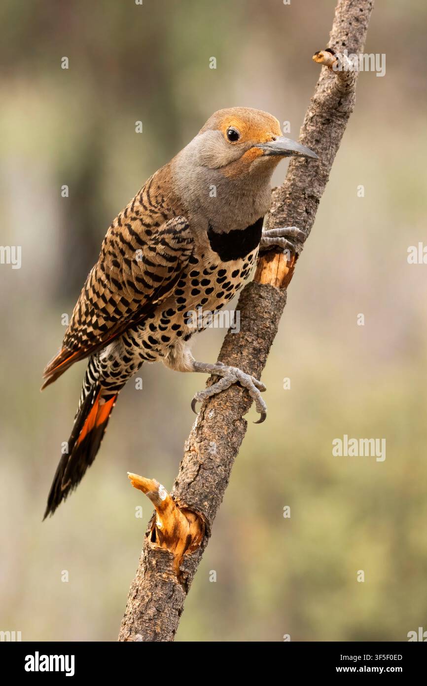 Nördliches Flimmern (Colaptes auratus), Hütte mit Blick auf den See, Deschutes National Forest, Oregon Stockfoto