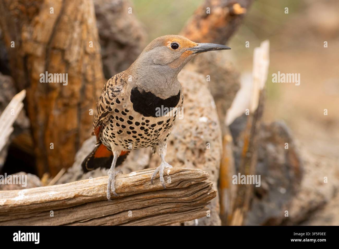 Nördliches Flimmern (Colaptes auratus), Hütte mit Blick auf den See, Deschutes National Forest, Oregon Stockfoto