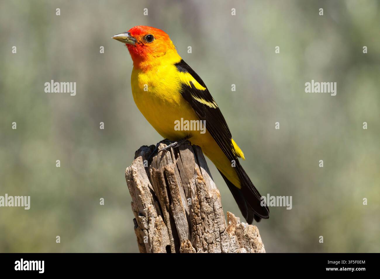 Western Tanager (Piranga ludoviciana), Cabin Lake Beobachtungsstand, Deschutes National Forest, Oregon Stockfoto