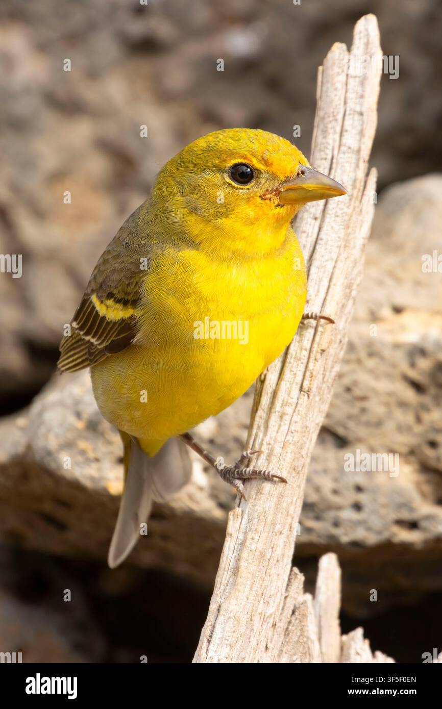 Western Tanager (Piranga ludoviciana), Cabin Lake Beobachtungsstand, Deschutes National Forest, Oregon Stockfoto