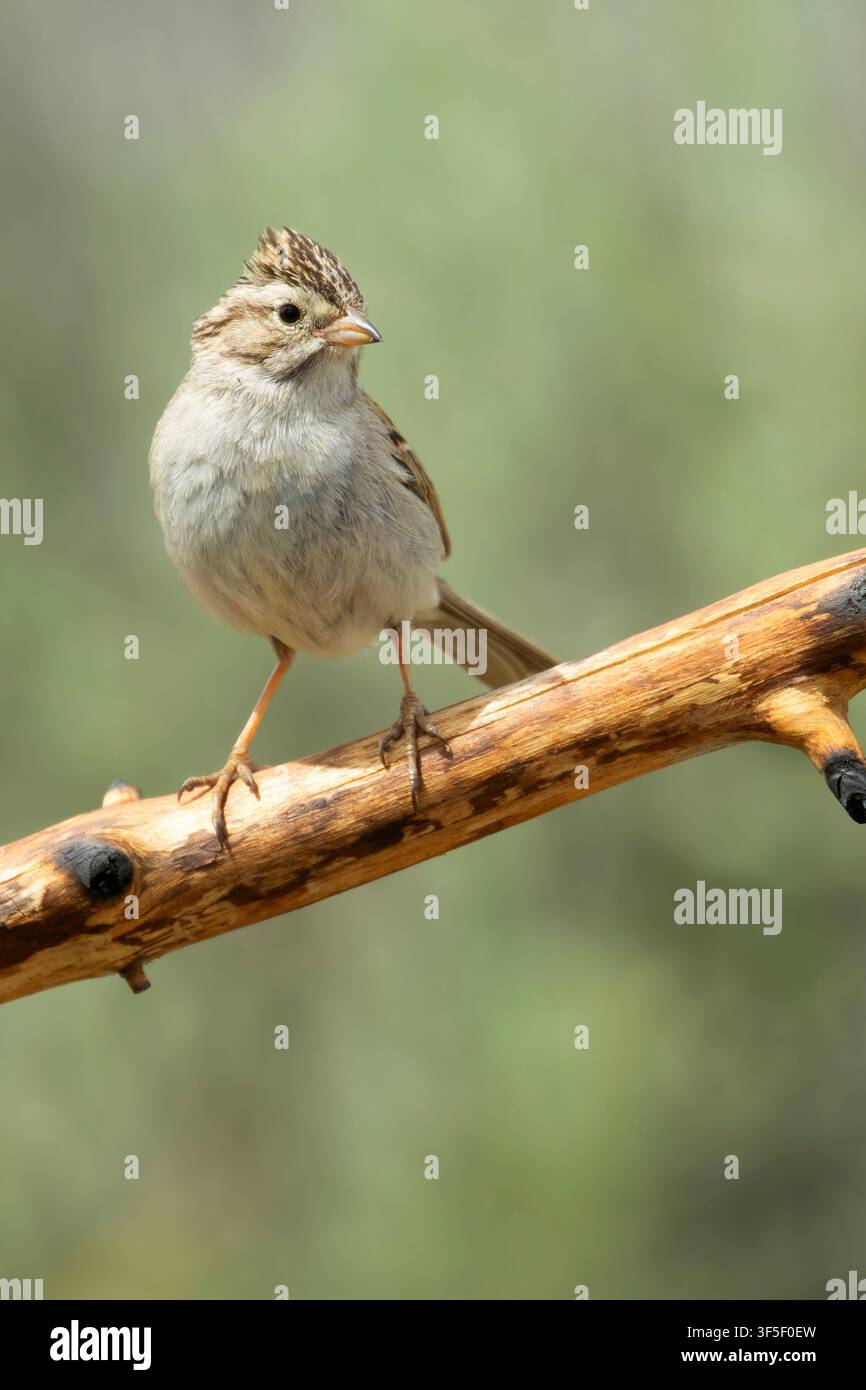 Brauer-Sperling (Spizella breweri), Beobachtungsblende am Cabin Lake, Deschutes National Forest, Oregon Stockfoto