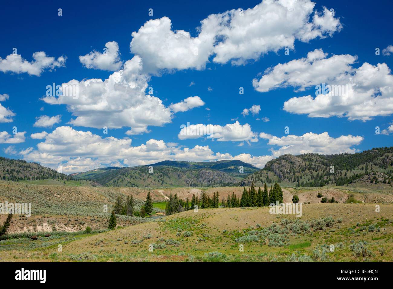 Lamar Valley, Yellowstone-Nationalpark, Wyoming Stockfoto