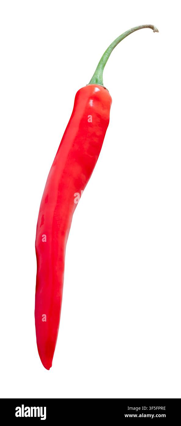 Eine lange gebogene rote Paprika ist auf weißem Hintergrund mit Ausschnittpfad isoliert. Stockfoto