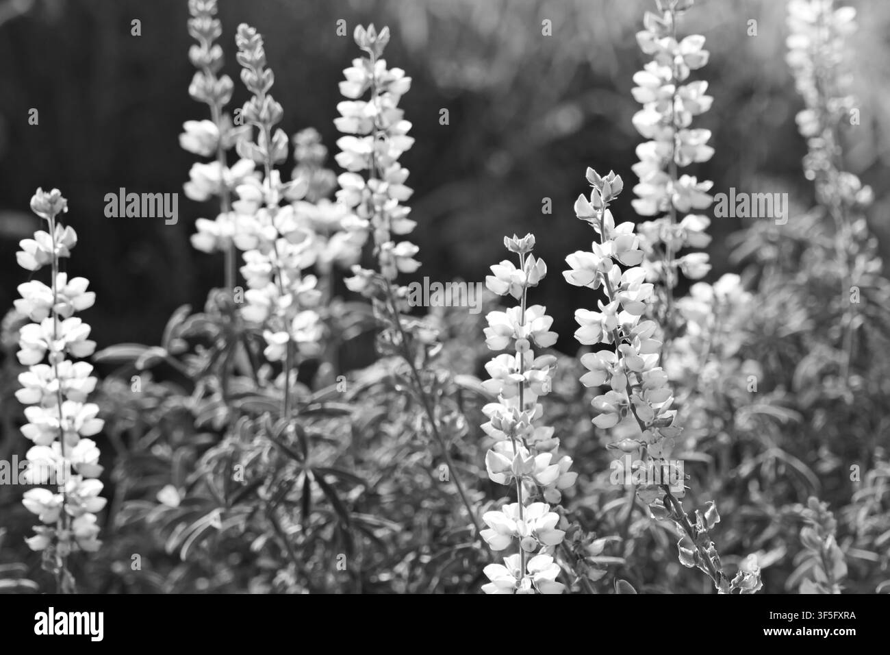 Weiße Lupinen-Wildblumen leuchten im warmen Sonnenlicht mit weichem grünem Hintergrund und sanfter geringer Schärfentiefe. Stockfoto