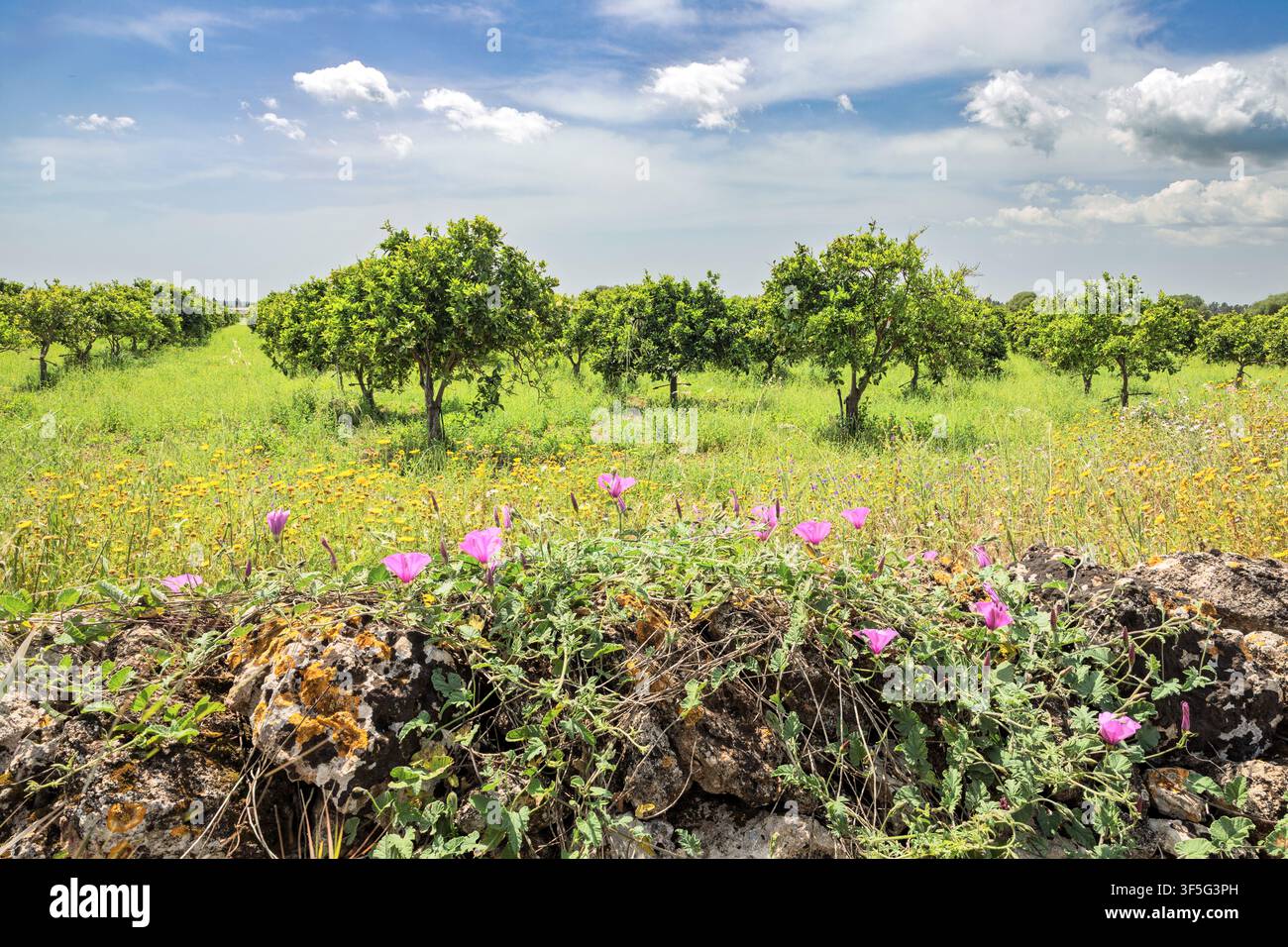 Lila Prunkwinden schmücken eine Steinmauer mit Blick auf gelbe Wildblumen & Orangenhain, Riserva Naturale Orientata Oasi Faunistica di Vendicari, Sici Stockfoto