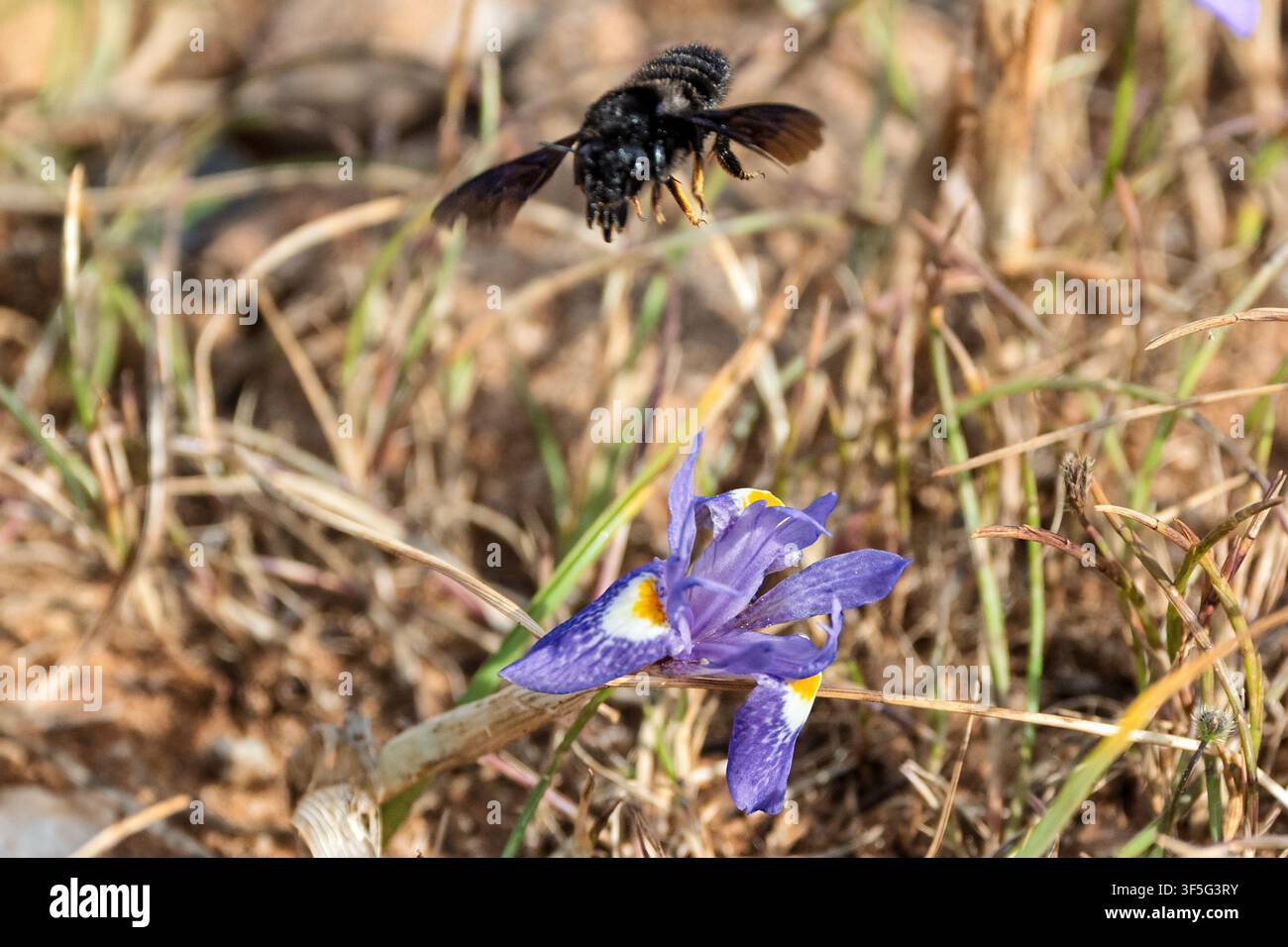 Schwarze Mudbiene, Megachile parietina, schwebt in Richtung Moraea-Blüte, auf der Suche nach Nektar Riserva Naturale Orientata Oasi Faunistica di Vendicari, Sizilien, Ital Stockfoto