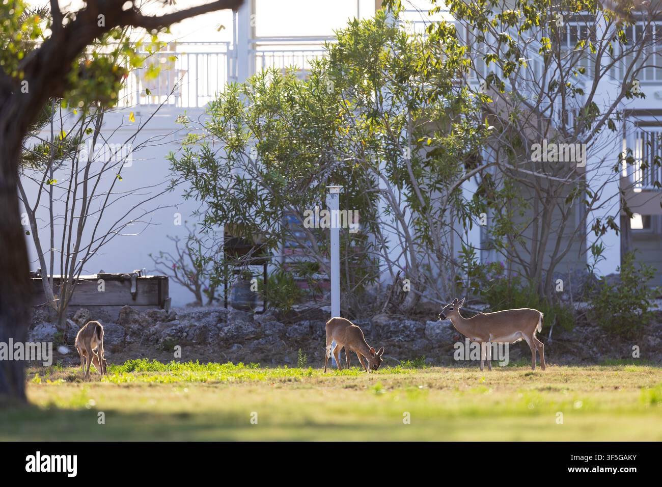 Schlüsselhirsch (Odocoileus virginianus clavium) im Garten. Stockfoto