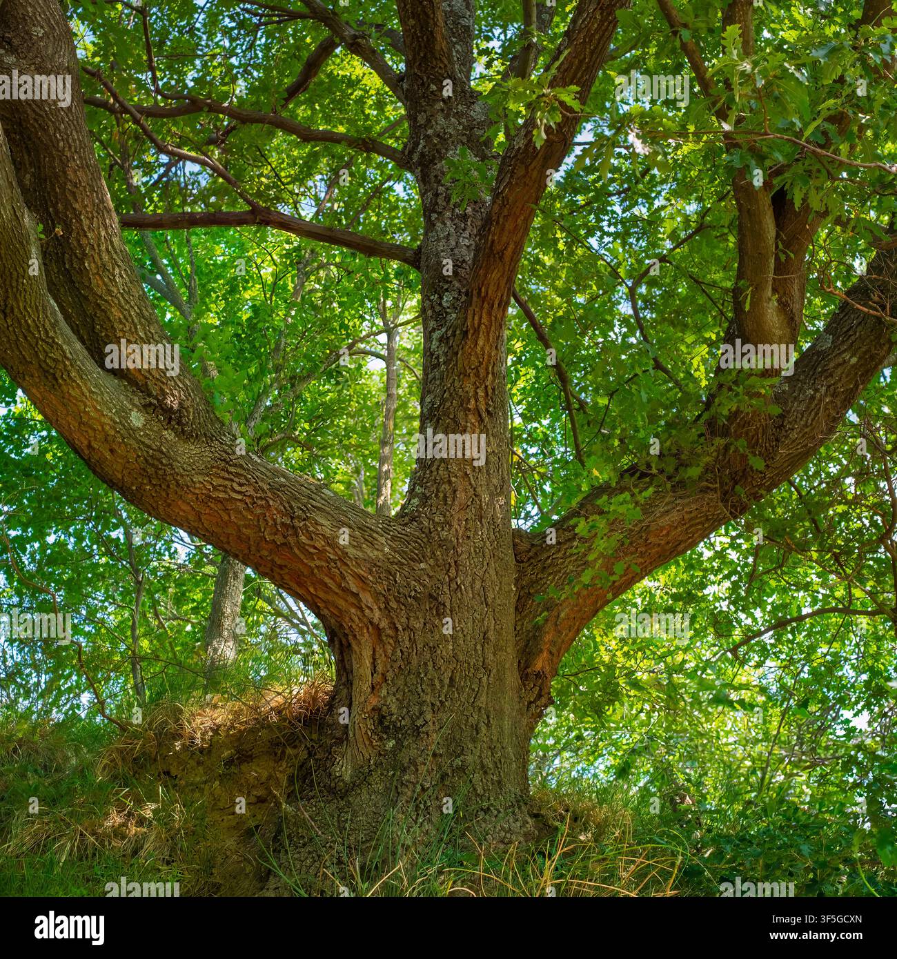 Eine niedrig gehaltene Aufnahme eines majestätischen, alten Eichenbaums mit dicken Ästen und lebhaft grünem Laub während des Sommers im toskanisch-emilianischen Apenninwald, ich Stockfoto