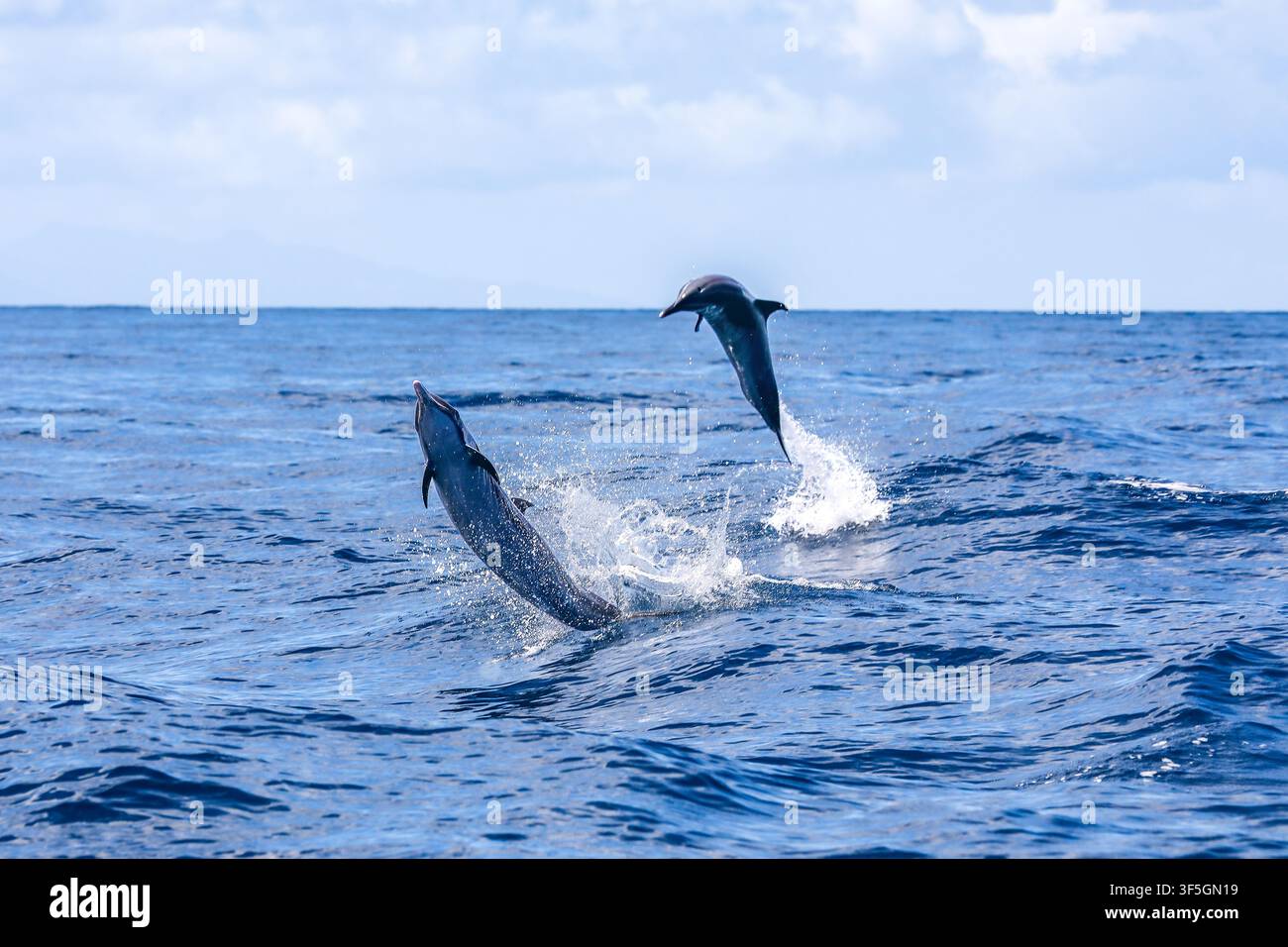 Springende Delfine – Ein Paar verspielter Delfine, die aus der Brandung in den Gewässern vor Saint Lucia, Karibik, springen Stockfoto