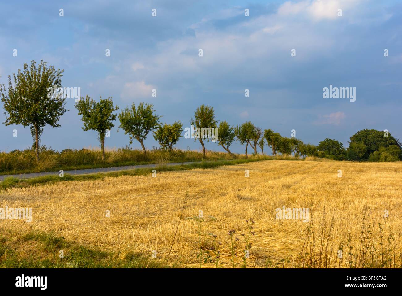 Reihe grüner Bäume entlang einer Landstraße neben einem abgeernteten goldenen Feld in Coesfeld, Deutschland Stockfoto