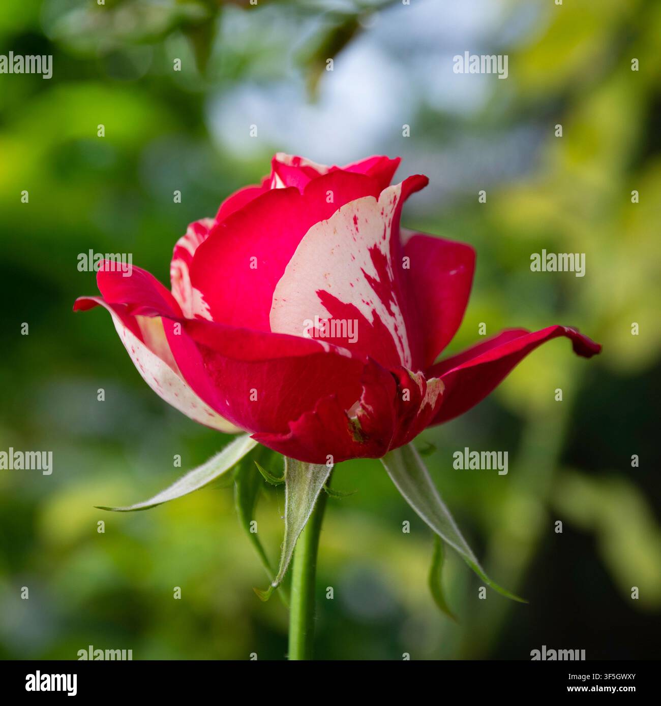 Nahaufnahme einer rot-weißen Rosenmusterblüte mit unscharfem Hintergrund Stockfoto