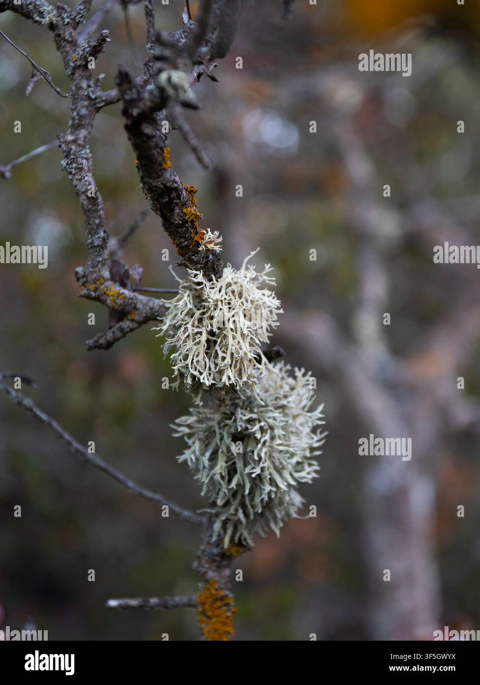 Flechte auf einem Ast in der natürlichen Umgebung Stockfoto