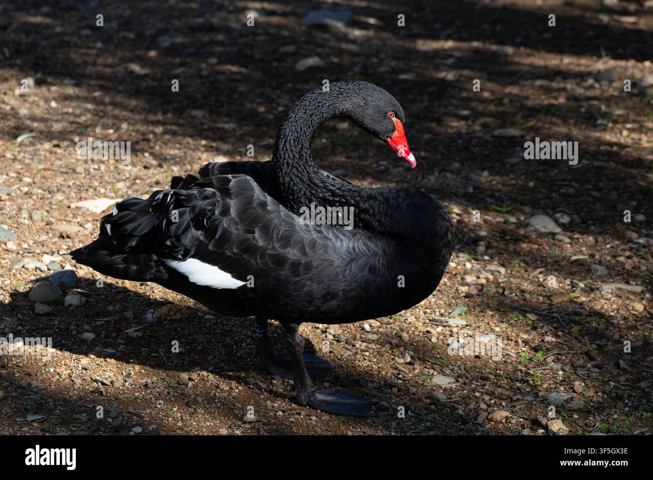 Schwarzer Schwan (Cygnus atratus) Vogel Stockfoto