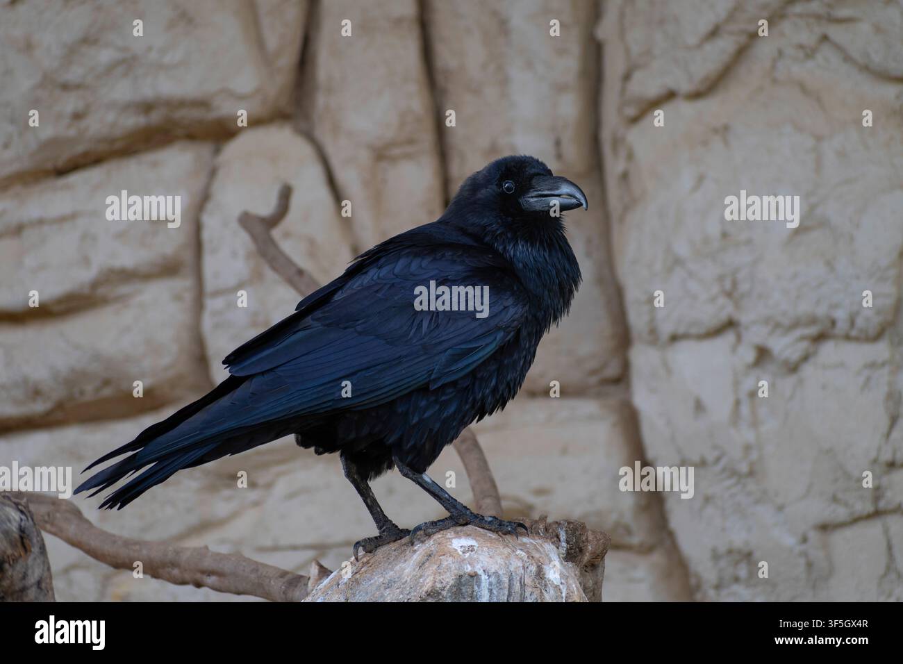 Gemeiner Rabe (Corvus corax) Vogelporträt Stockfoto
