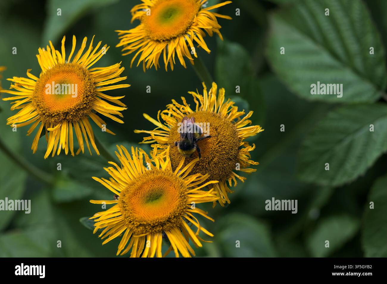 Elecampane Inula Helenium-Blüten in ihrer Blüte am Stängel aus der Nähe gesehen Stockfoto
