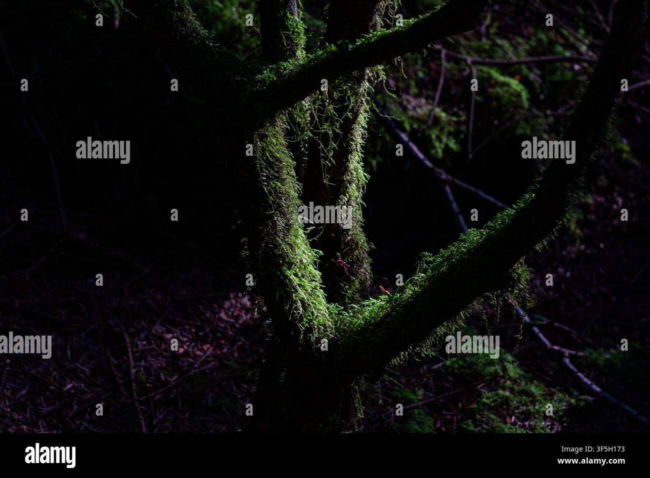 Einstrahlte moosbedeckte Äste bilden eine dreieckige Lücke im dunklen Wald Stockfoto