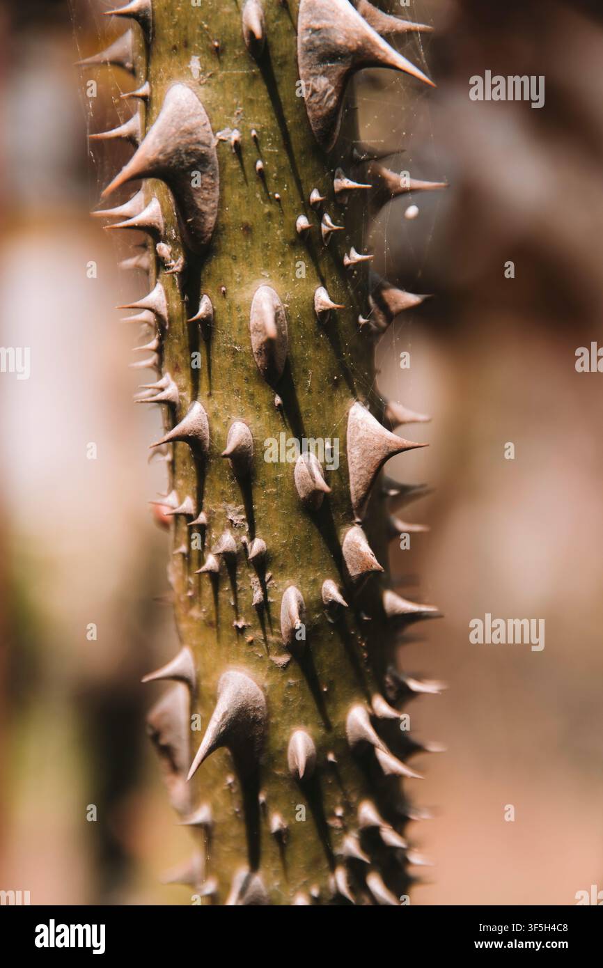 Dornen an einem Rosenzweig, isoliert, verschwommener Hintergrund Stockfoto