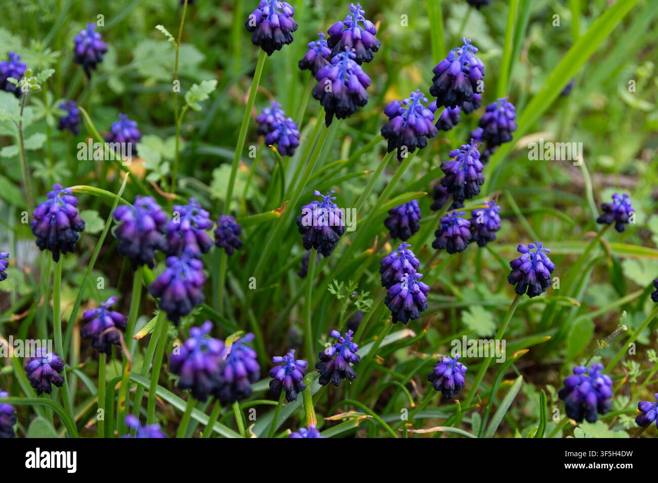 Muscari commutatum (Dunkler Traubenhyazinthe) Wildblumen Stockfoto