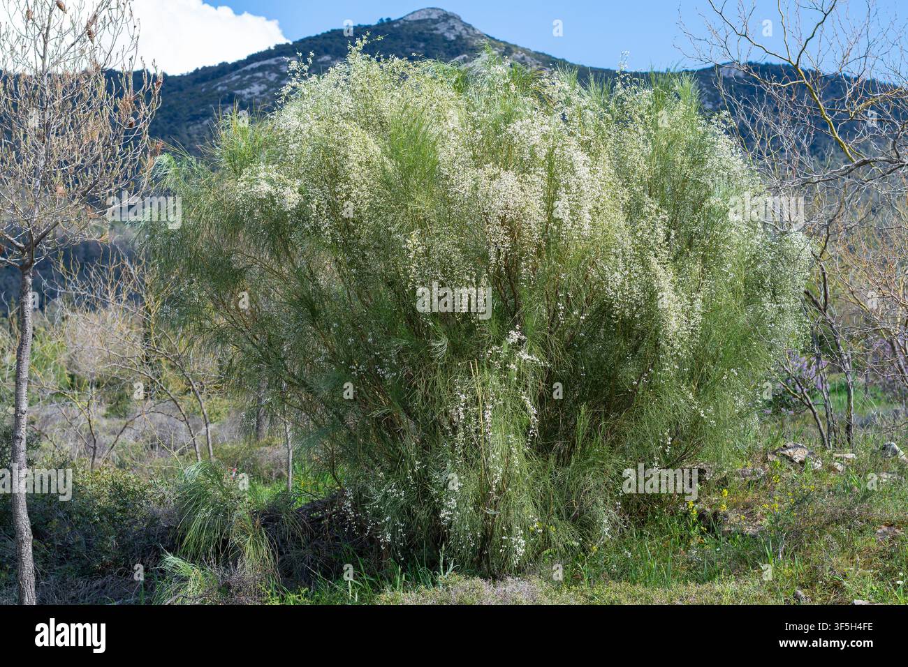 Hochzeitsbesen (Retama, Genista monosperma) Strauch mit weißen Blüten Stockfoto