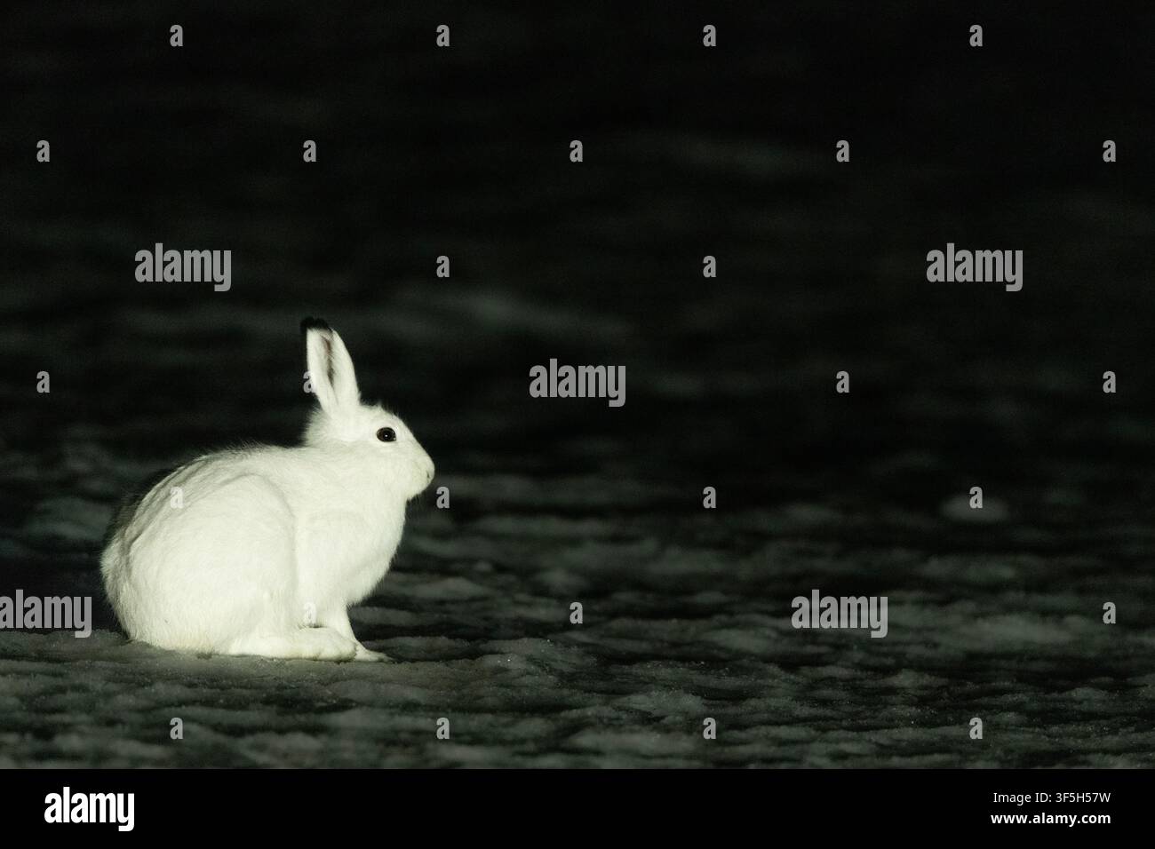 Bergkaninchen (Lepus timidus) in der Nacht auf der Varanger-Halbinsel, Norwegen Stockfoto