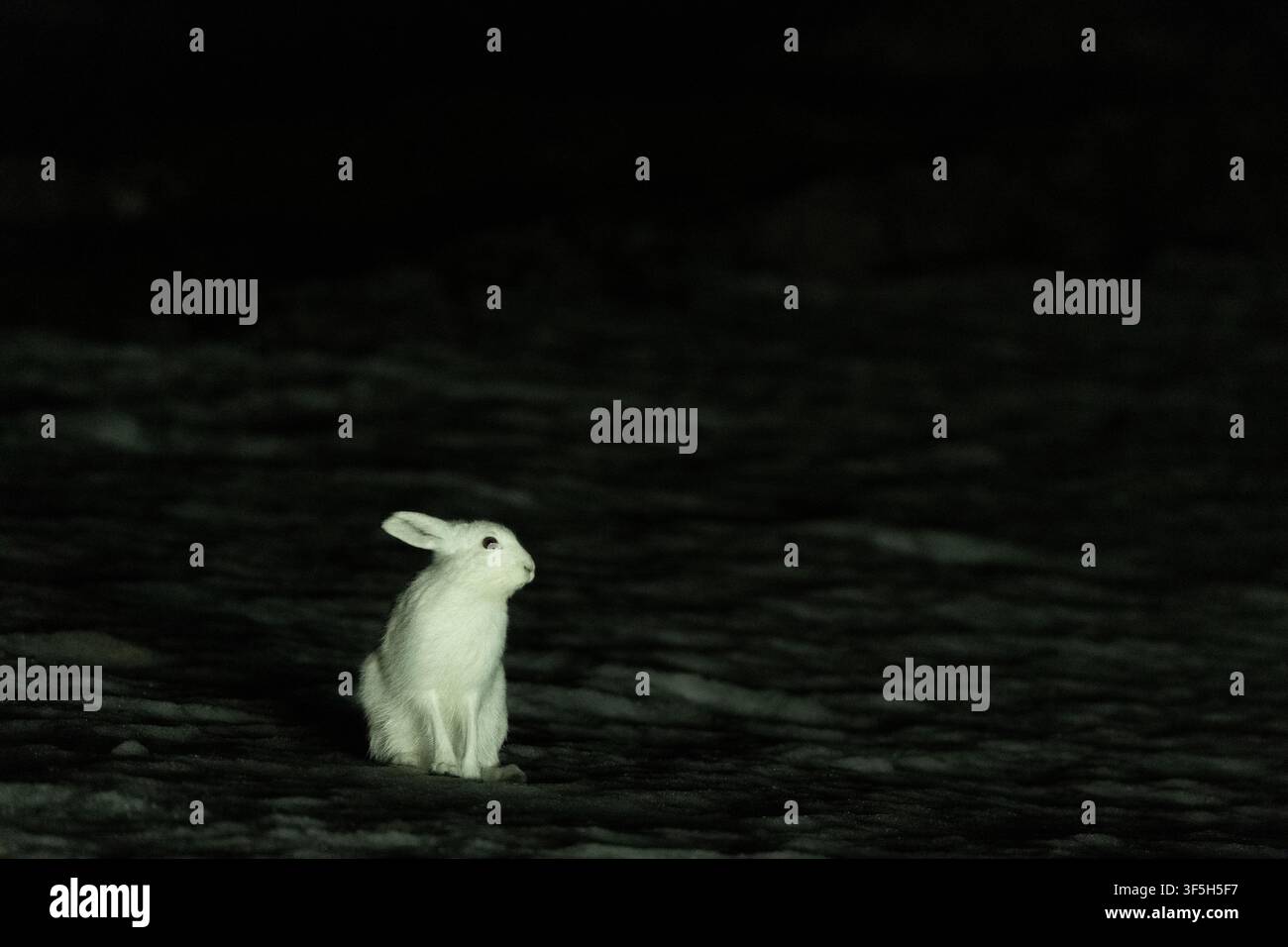 Bergkaninchen (Lepus timidus) in der Nacht auf der Varanger-Halbinsel, Norwegen Stockfoto