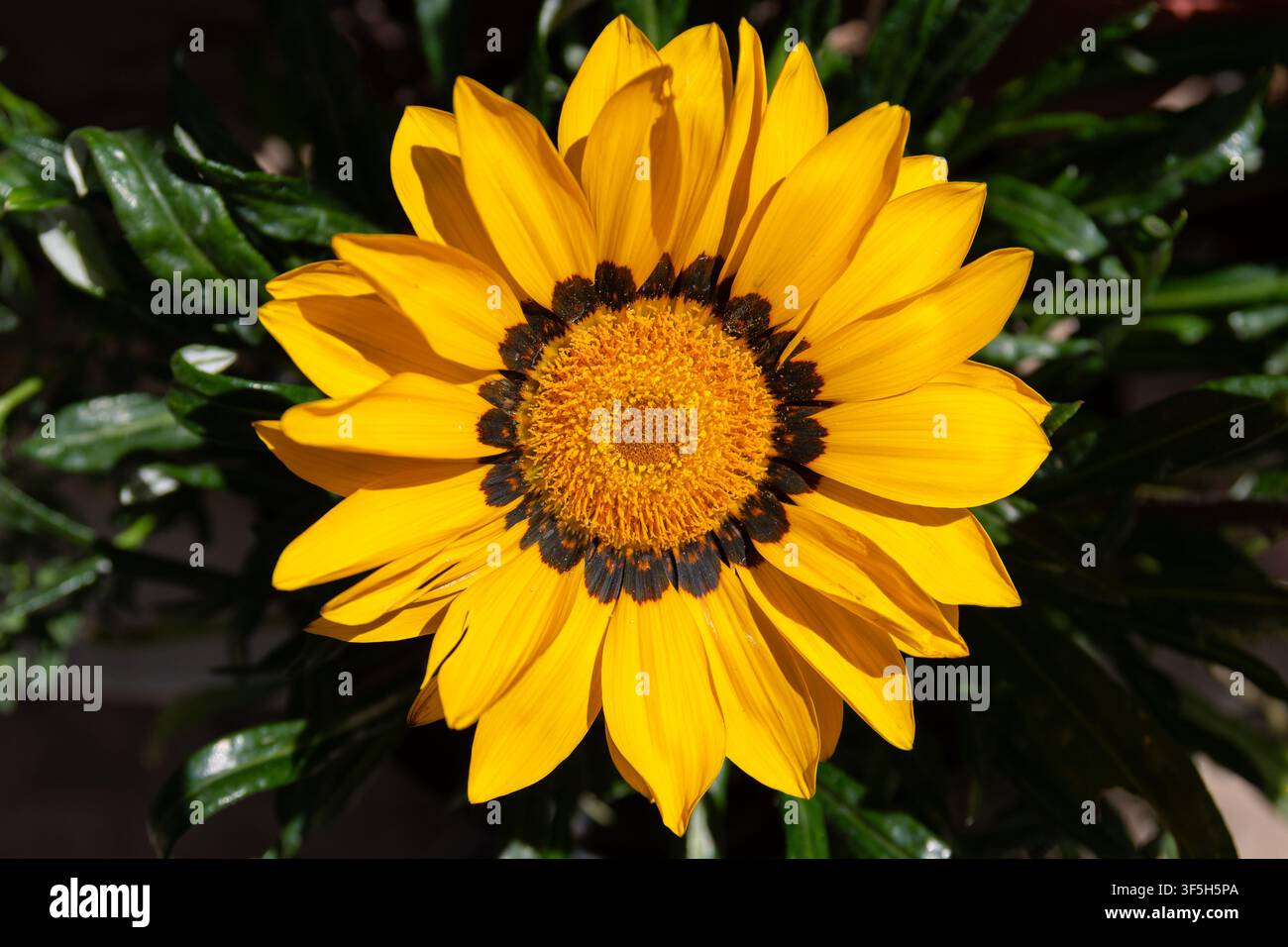 Gazania rigens (Schatzblume) in leuchtend gelber Farbe Stockfoto