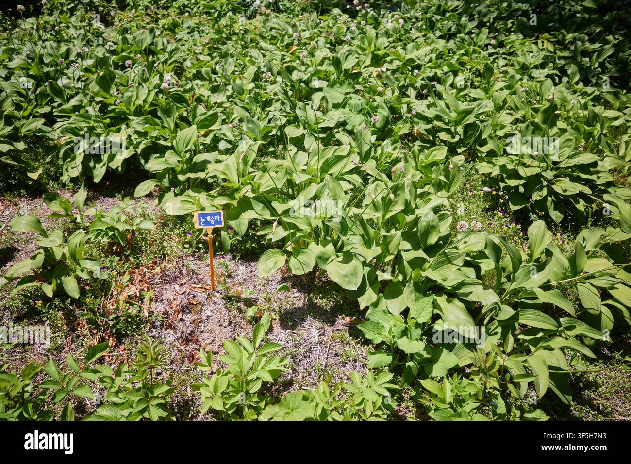 Nungaeseungma, koreanischer Bauernbart (Aruncus dioicus), ein hochwertiges Wildgemüse mit breiten Blättern, das zwischen Wildblumen in einem Garten wächst. Stockfoto