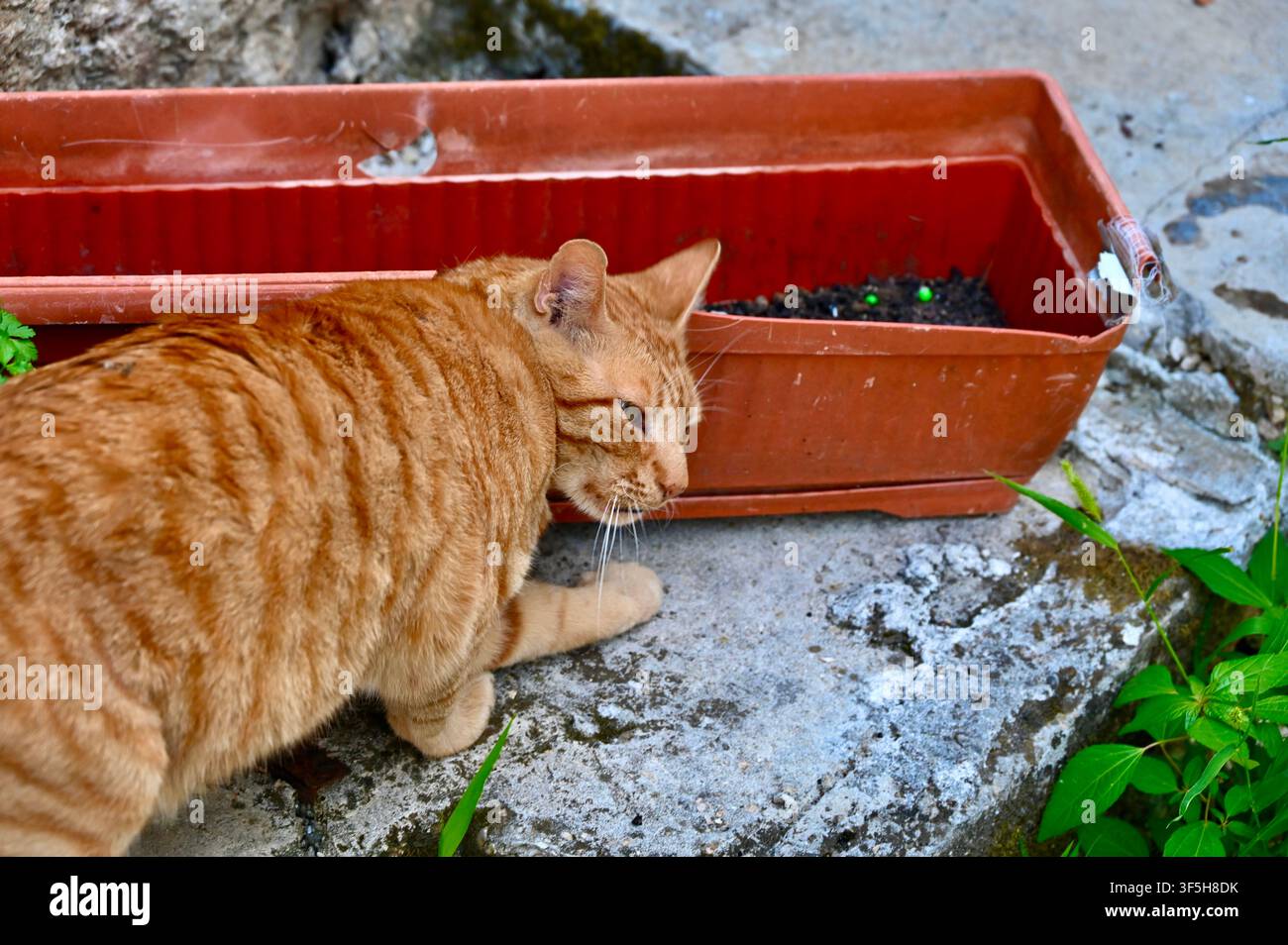 Eine Nahaufnahme eines neugierigen rotbraunen getigerten Katers, der eine braune Plastikblumenschachtel mit dunkler Erde untersucht, die auf einer Betonoberfläche neben einigen grünen Pflanzen ruht. Stockfoto