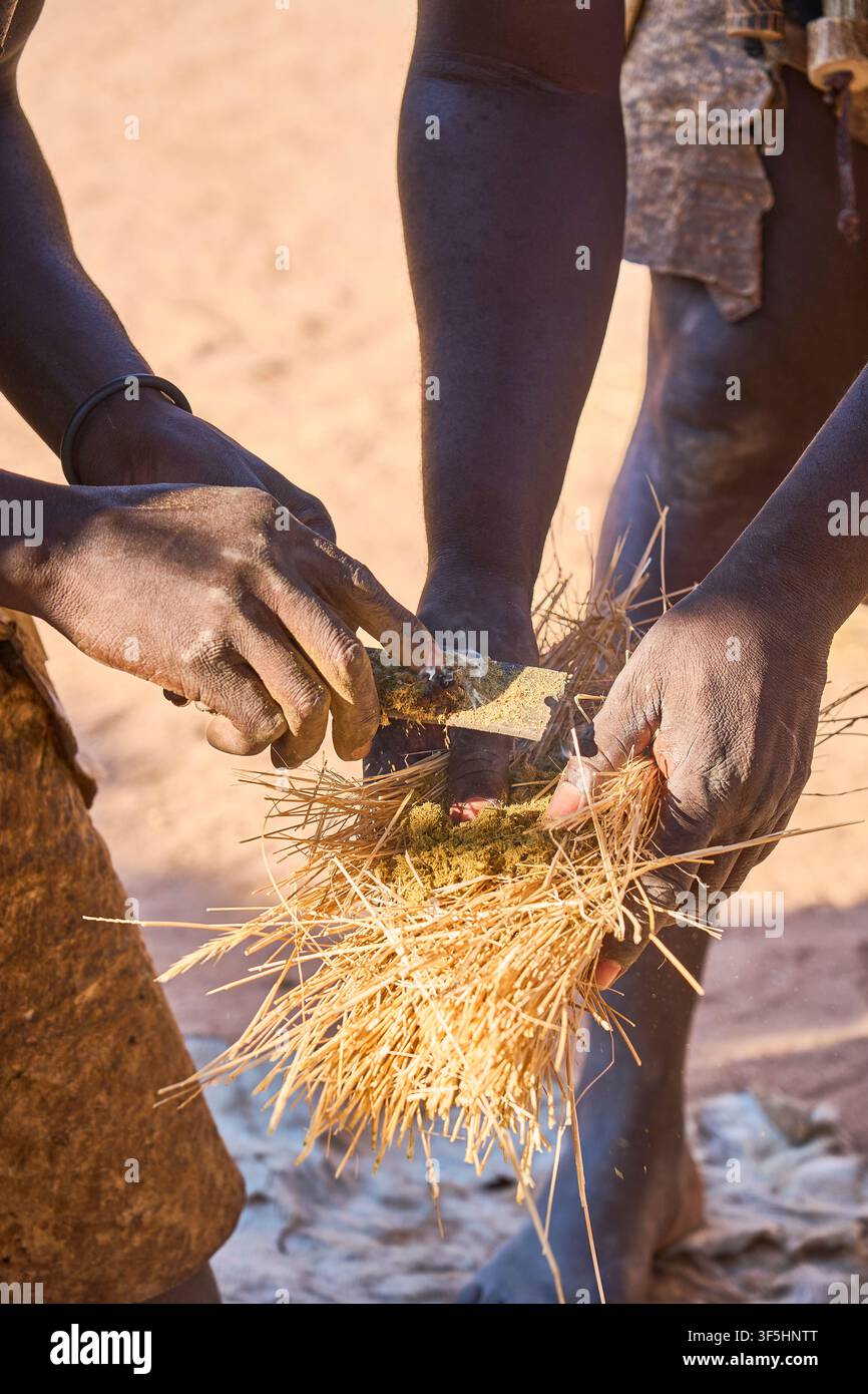 Ein glühender Reibungsbrand wird vorsichtig von einer Metallklinge in ein Bündel aus trockenem Gras und Dung übertragen, um eine Flamme zu entzünden. Stockfoto