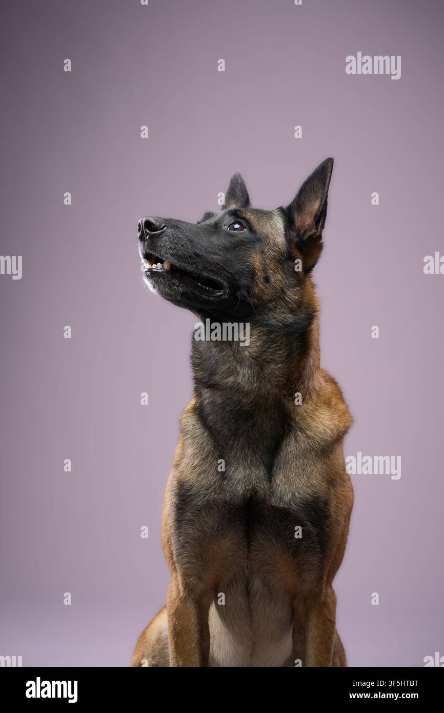 Der Hund schaut nach oben mit aufgerichteten Ohren. Sein dunkles Fell kontrastiert mit dem violetten Hintergrund. Stockfoto