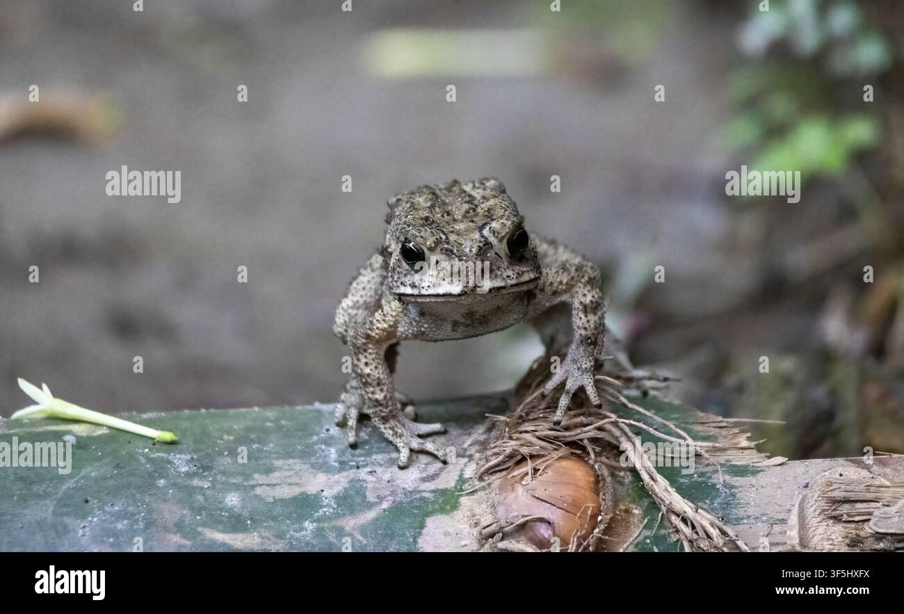 Asiatischer Krötenfrosch sitzt auf grünem Bambusstängel im natürlichen Garten im Freien. Kleine warzige Haut Amphibienkreatur, die in einer natürlichen Sommerumgebung sitzt. Stockfoto