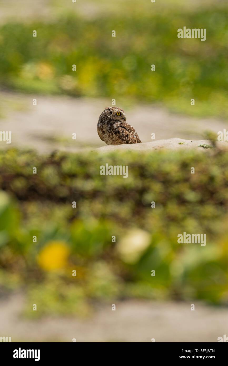 Eine Erdloch-Eule sitzt ruhig auf einer verwitterten Steinmauer in La Chocolatera, Ecuador, umgeben von weicher grüner Vegetation während eines Tierartenurlaubs. Stockfoto