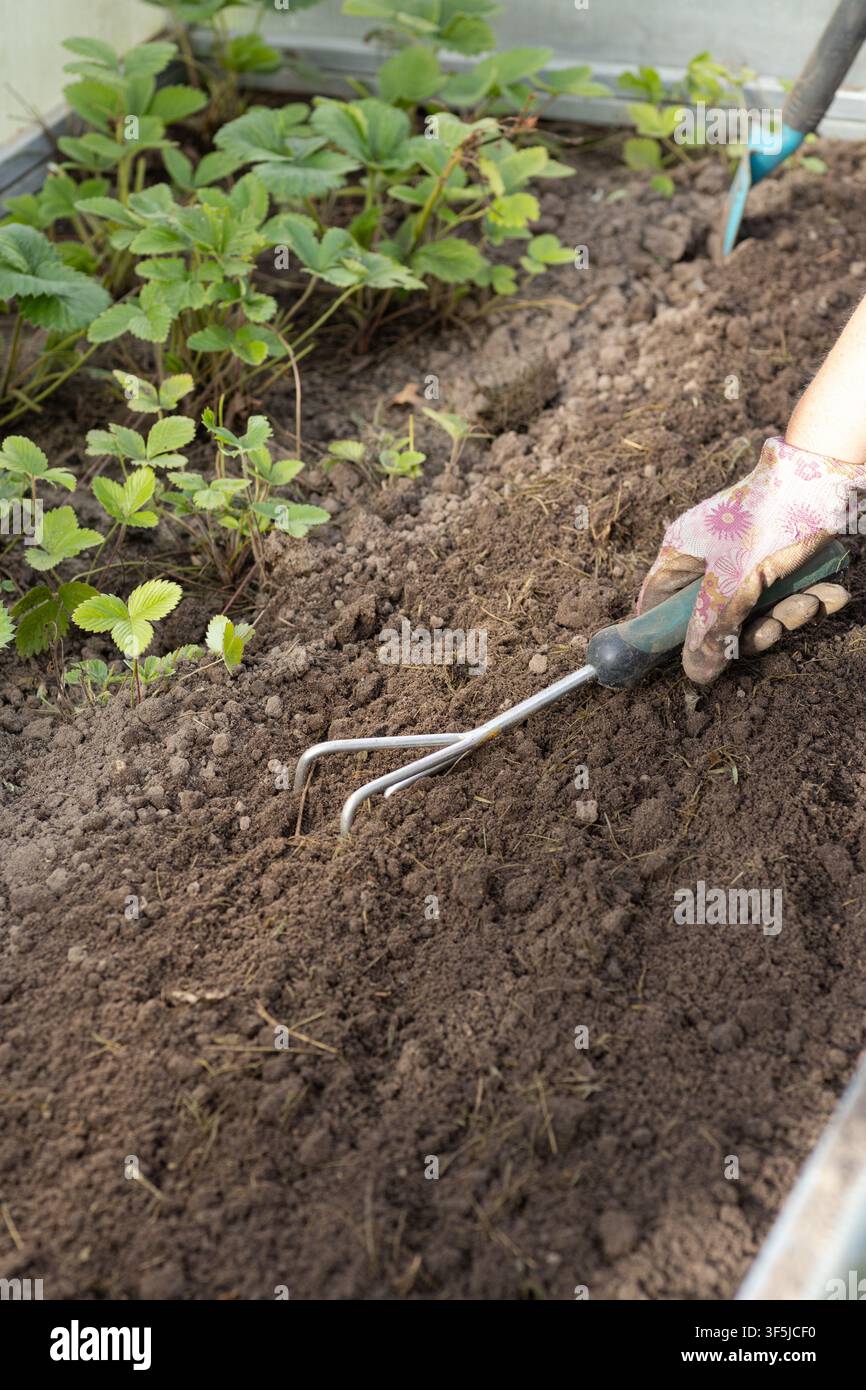 Nahaufnahme einer behandschuhten Hand, die einen Handackerbau verwendet, um trockenen Boden in einem Gartenbeet neben jungen Erdbeerpflanzen zu lockern, und bereitet den Boden für eine gesunde Stockfoto