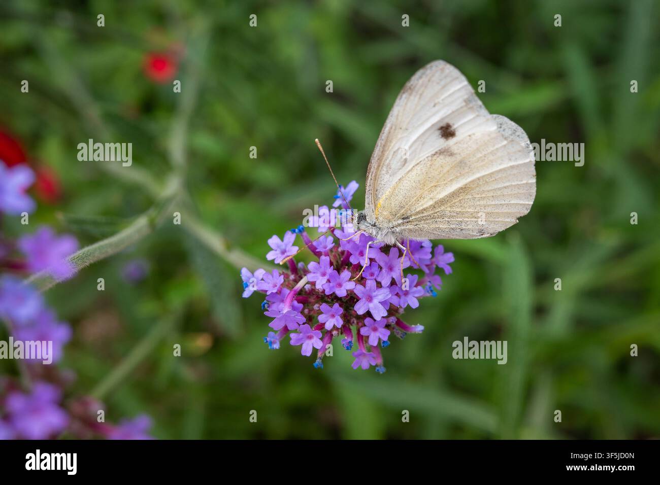 Weißer Kohlflügel auf hübschen Verbena Purpletop-Blumen. Der Käfer mit zarten weißen Flügeln und markantem schwarzem Fleck ist im Profil zur Kamera Stockfoto