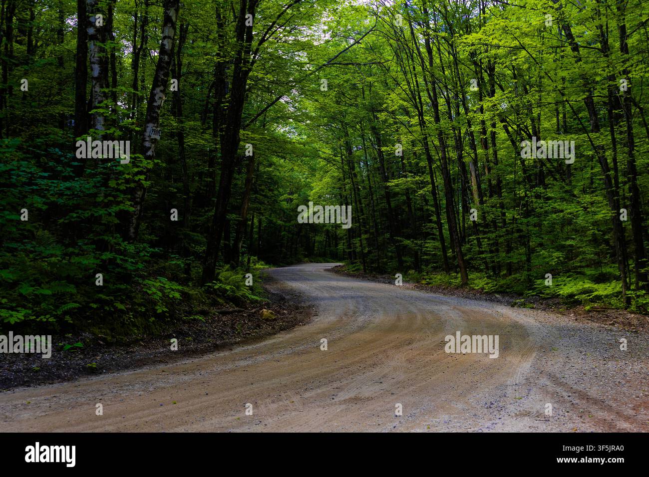 Eine sich windende Schotter-Landstraße, die unter einem dichten Baldachin üppiger grüner Waldbäume aus dem Blickfeld verschwindet und als visuelle Metapher für das Leben dient Stockfoto