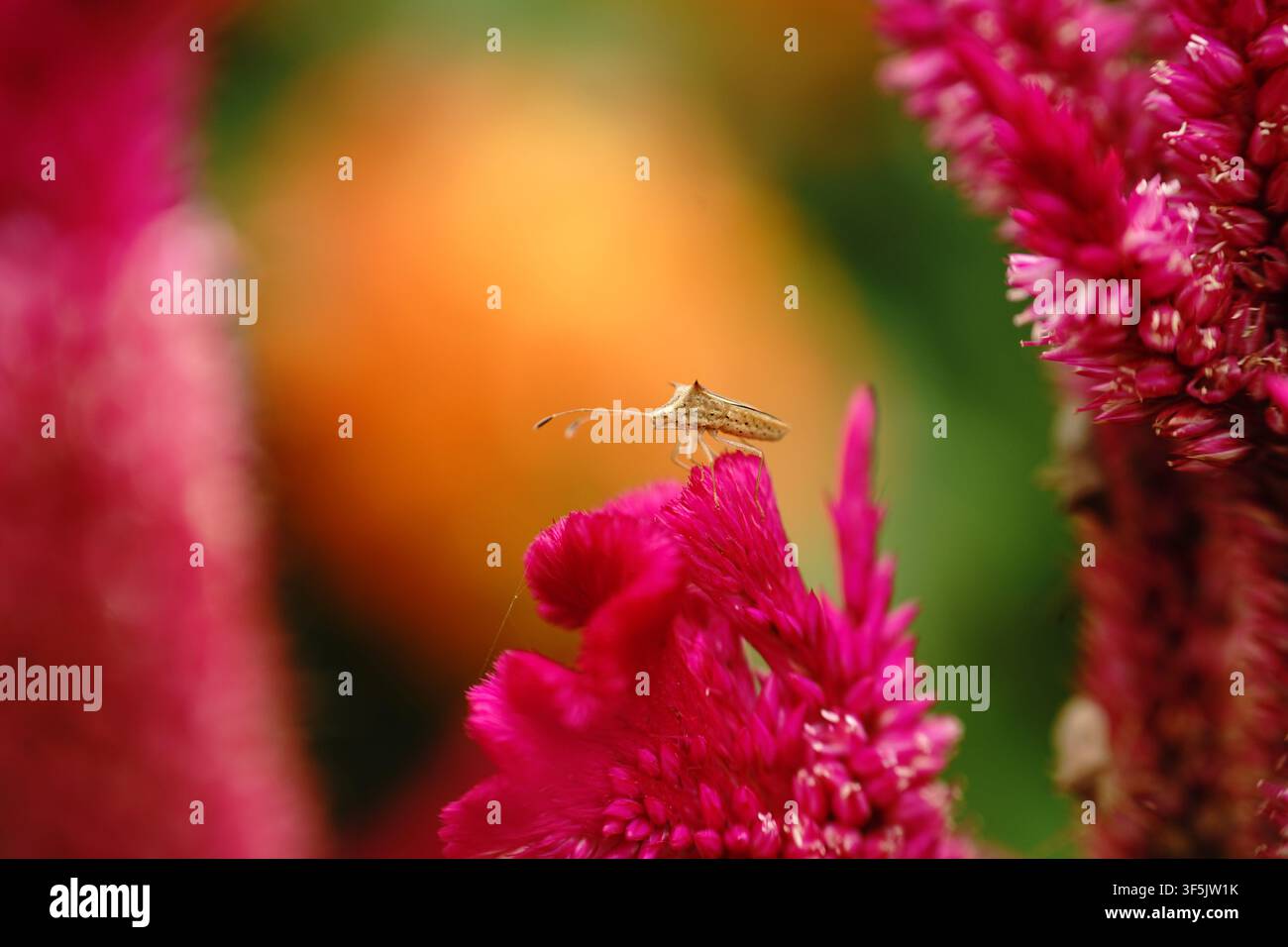 Makroaufnahme eines braunen Reisstinkkäfers (Cletus punctiger), der auf einer lebendigen rosa Hahnenkammblüte (Celosia argentea var. crisata) sitzt Stockfoto